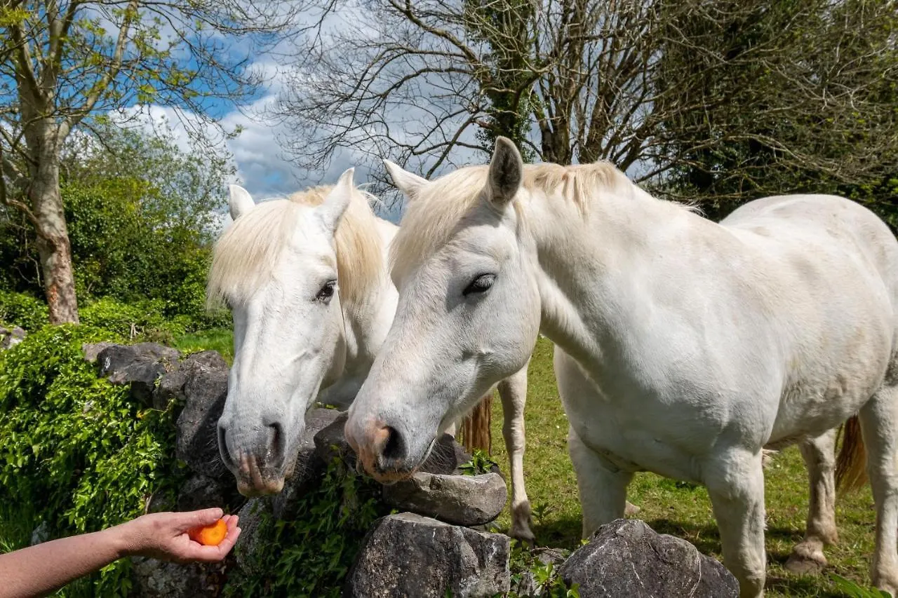 Appartamento Luxury Apartment, Bed And Breakfast Galway
