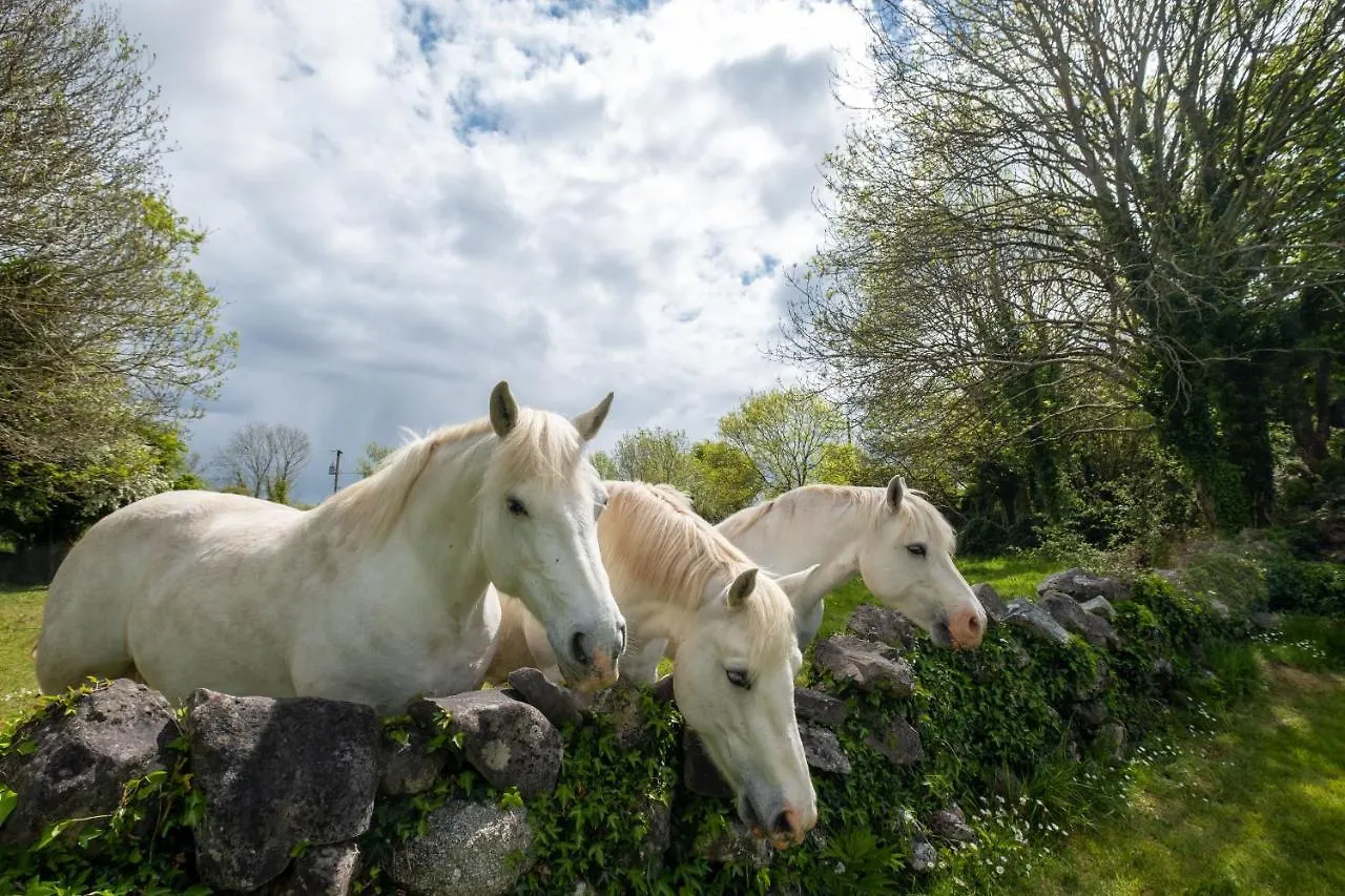 Luxury Apartment, Bed And Breakfast Galway